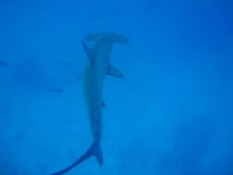 Галапагосы(дэйли-дайвинг)+Перу(наследие инков). Июнь 2012.