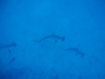 Галапагосы(дэйли-дайвинг)+Перу(наследие инков). Июнь 2012.