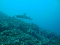 Галапагосы(дэйли-дайвинг)+Перу(наследие инков). Июнь 2012.