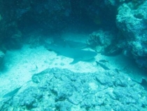 Галапагосы(дэйли-дайвинг)+Перу(наследие инков). Июнь 2012.