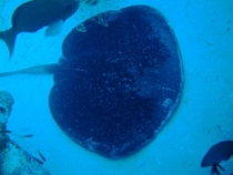 Галапагосы(дэйли-дайвинг)+Перу(наследие инков). Июнь 2012.