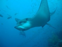 Галапагосы(дэйли-дайвинг)+Перу(наследие инков). Июнь 2012.