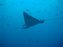 Галапагосы(дэйли-дайвинг)+Перу(наследие инков). Июнь 2012.