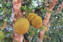 Бразилия сентябрь 2012 (Rio,Morro de São Paulo,Salvador,Bonito,Pantanal,Iguasu) Фото