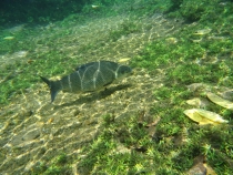 Бразилия сентябрь 2012 (Rio,Morro de São Paulo,Salvador,Bonito,Pantanal,Iguasu) Фото