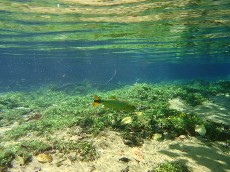 Бразилия сентябрь 2012 (Rio,Morro de São Paulo,Salvador,Bonito,Pantanal,Iguasu) Фото