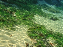 Бразилия сентябрь 2012 (Rio,Morro de São Paulo,Salvador,Bonito,Pantanal,Iguasu) Фото