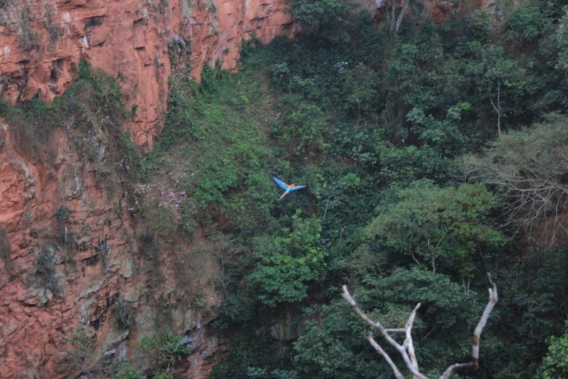 Бразилия сентябрь 2012 (Rio,Morro de São Paulo,Salvador,Bonito,Pantanal,Iguasu) Фото