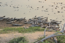 Бразилия сентябрь 2012 (Rio,Morro de São Paulo,Salvador,Bonito,Pantanal,Iguasu) Фото