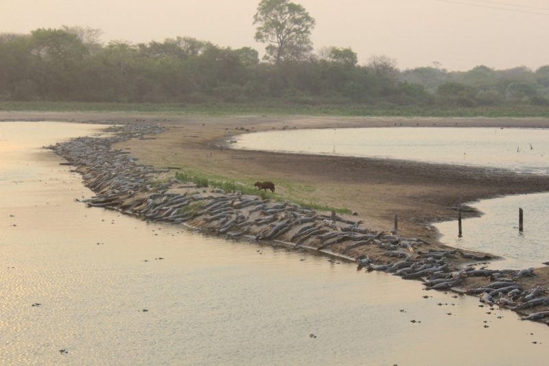Бразилия сентябрь 2012 (Rio,Morro de São Paulo,Salvador,Bonito,Pantanal,Iguasu) Фото