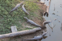 Бразилия сентябрь 2012 (Rio,Morro de São Paulo,Salvador,Bonito,Pantanal,Iguasu) Фото