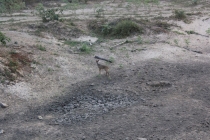 Бразилия сентябрь 2012 (Rio,Morro de São Paulo,Salvador,Bonito,Pantanal,Iguasu) Фото