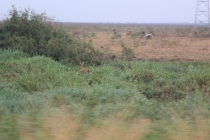 Бразилия сентябрь 2012 (Rio,Morro de São Paulo,Salvador,Bonito,Pantanal,Iguasu) Фото