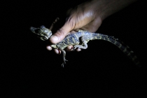 Бразилия сентябрь 2012 (Rio,Morro de São Paulo,Salvador,Bonito,Pantanal,Iguasu) Фото