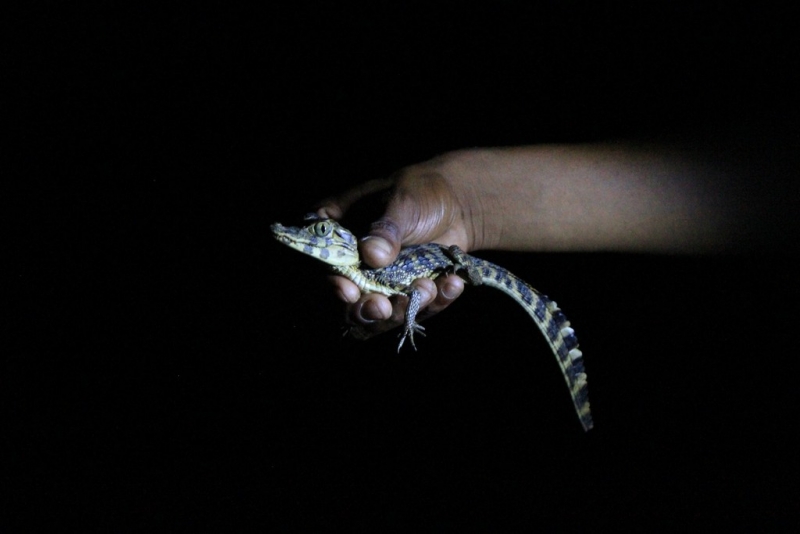 Бразилия сентябрь 2012 (Rio,Morro de São Paulo,Salvador,Bonito,Pantanal,Iguasu) Фото