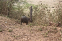 Бразилия сентябрь 2012 (Rio,Morro de São Paulo,Salvador,Bonito,Pantanal,Iguasu) Фото