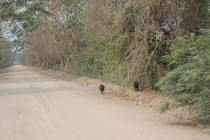 Бразилия сентябрь 2012 (Rio,Morro de São Paulo,Salvador,Bonito,Pantanal,Iguasu) Фото