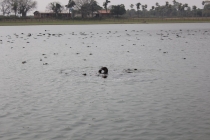 Бразилия сентябрь 2012 (Rio,Morro de São Paulo,Salvador,Bonito,Pantanal,Iguasu) Фото