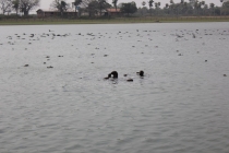 Бразилия сентябрь 2012 (Rio,Morro de São Paulo,Salvador,Bonito,Pantanal,Iguasu) Фото