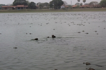 Бразилия сентябрь 2012 (Rio,Morro de São Paulo,Salvador,Bonito,Pantanal,Iguasu) Фото