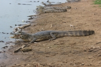 Бразилия сентябрь 2012 (Rio,Morro de São Paulo,Salvador,Bonito,Pantanal,Iguasu) Фото