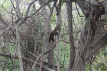 Бразилия сентябрь 2012 (Rio,Morro de São Paulo,Salvador,Bonito,Pantanal,Iguasu) Фото