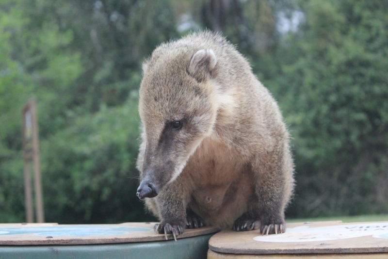 Бразилия сентябрь 2012 (Rio,Morro de São Paulo,Salvador,Bonito,Pantanal,Iguasu) Фото