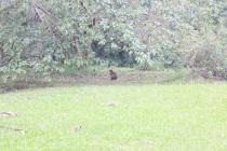 Бразилия сентябрь 2012 (Rio,Morro de São Paulo,Salvador,Bonito,Pantanal,Iguasu) Фото
