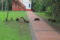 Бразилия сентябрь 2012 (Rio,Morro de São Paulo,Salvador,Bonito,Pantanal,Iguasu) Фото