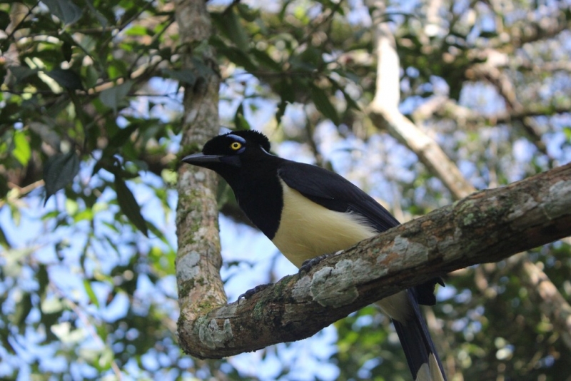 Бразилия сентябрь 2012 (Rio,Morro de São Paulo,Salvador,Bonito,Pantanal,Iguasu) Фото