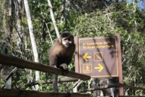 Бразилия сентябрь 2012 (Rio,Morro de São Paulo,Salvador,Bonito,Pantanal,Iguasu) Фото