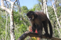 Бразилия сентябрь 2012 (Rio,Morro de São Paulo,Salvador,Bonito,Pantanal,Iguasu) Фото