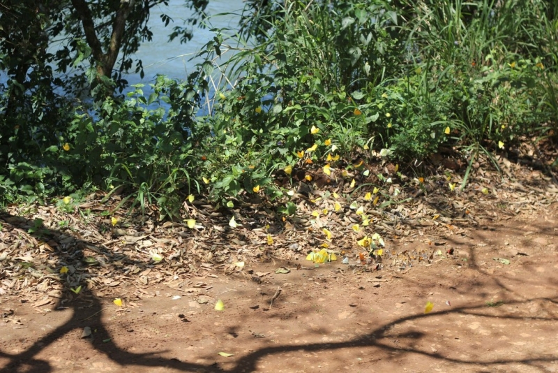 Бразилия сентябрь 2012 (Rio,Morro de São Paulo,Salvador,Bonito,Pantanal,Iguasu) Фото