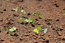 Бразилия сентябрь 2012 (Rio,Morro de São Paulo,Salvador,Bonito,Pantanal,Iguasu) Фото