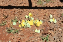 Бразилия сентябрь 2012 (Rio,Morro de São Paulo,Salvador,Bonito,Pantanal,Iguasu) Фото