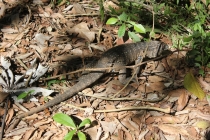 Бразилия сентябрь 2012 (Rio,Morro de São Paulo,Salvador,Bonito,Pantanal,Iguasu) Фото