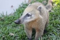 Бразилия сентябрь 2012 (Rio,Morro de São Paulo,Salvador,Bonito,Pantanal,Iguasu) Фото