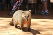 Бразилия сентябрь 2012 (Rio,Morro de São Paulo,Salvador,Bonito,Pantanal,Iguasu) Фото