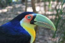 Бразилия сентябрь 2012 (Rio,Morro de São Paulo,Salvador,Bonito,Pantanal,Iguasu) Фото