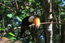 Бразилия сентябрь 2012 (Rio,Morro de São Paulo,Salvador,Bonito,Pantanal,Iguasu) Фото