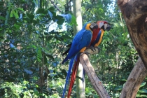 Бразилия сентябрь 2012 (Rio,Morro de São Paulo,Salvador,Bonito,Pantanal,Iguasu) Фото