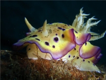 голожаберник