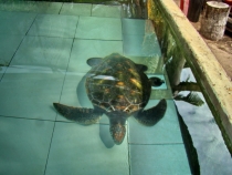 Малайзия в 2010 году - запоздалый отчет(Тиоман-КЛ-Перхентианы).