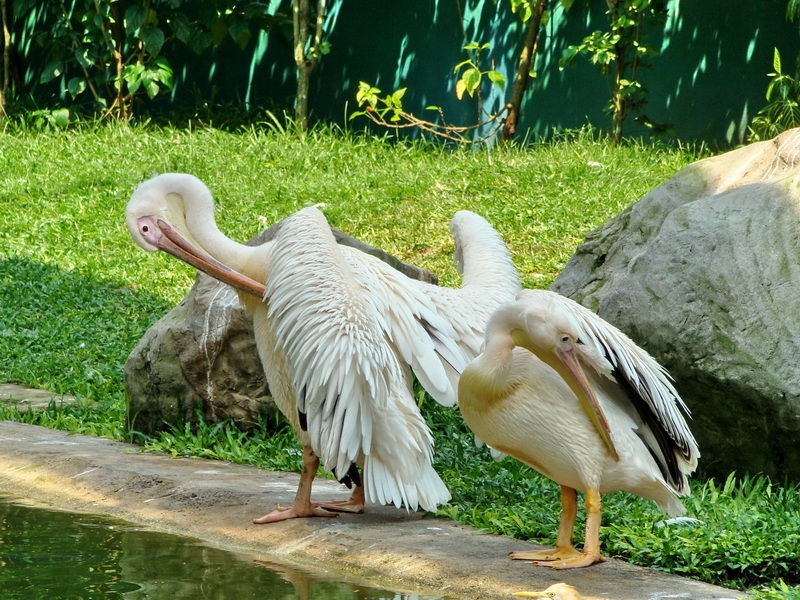 Малайзия в 2010 году - запоздалый отчет(Тиоман-КЛ-Перхентианы).