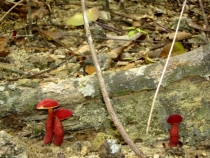 Малайзия в 2010 году - запоздалый отчет(Тиоман-КЛ-Перхентианы).