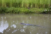 Таиланд. Сентябрь-октябрь. БКК-Самуи-Као Сок-Пхукет