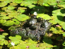 Путешествие по Юкатану, мексиканские пляжи и вся правда о конце света