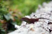 Бермудский Фотоглаз