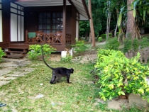 Малайзия в 2010 году - запоздалый отчет(Тиоман-КЛ-Перхентианы).