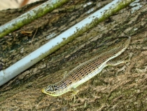 Малайзия в 2010 году - запоздалый отчет(Тиоман-КЛ-Перхентианы).